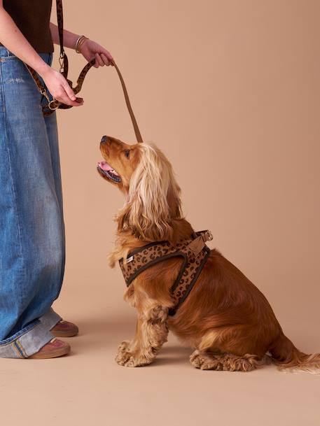 Dog Walking Set: Harness + Lead + Collar coffee 