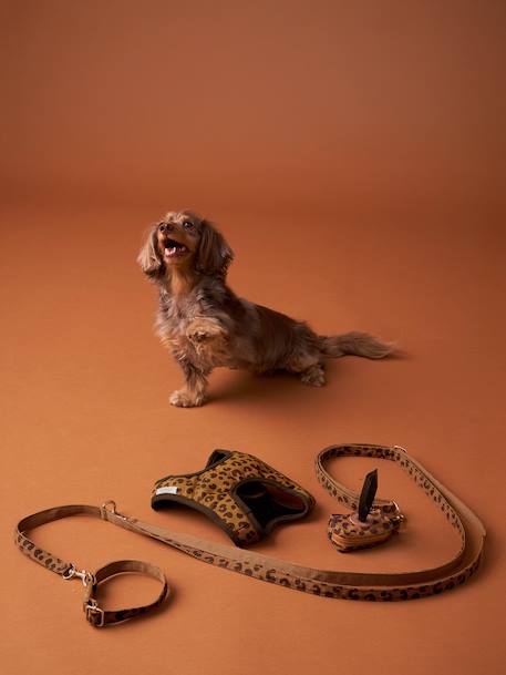 Dog Walking Set: Harness + Lead + Collar coffee 