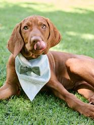 Bedding & Decor-Decoration-Pet Accessories-Pet Clothing-Striped cotton dog bandana