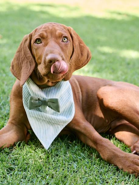 Striped cotton dog bandana sage green 