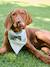 Striped cotton dog bandana sage green 