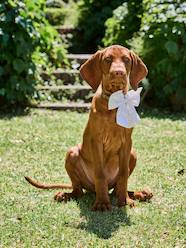 Bedding & Decor-Decoration-Pet Accessories-Pet Clothing-Embroidered animal cotton bow tie