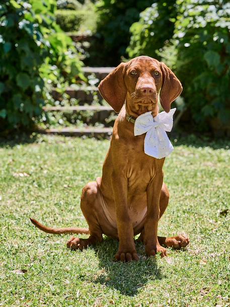 Embroidered animal cotton bow tie beige 