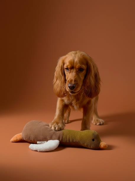 Multi-textured duck dog toy hazel 
