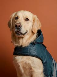 Bedding & Decor-Decoration-Pet Accessories-Pet Clothing-Waterproof dog coat 