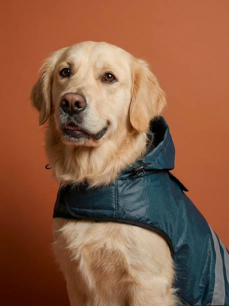 Waterproof dog coat slate blue 