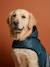 Waterproof dog coat slate blue 