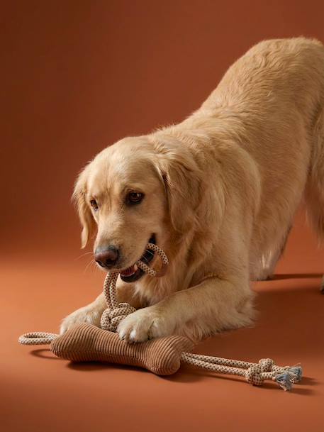 Pack of dog toys hazel 