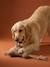Pack of dog toys hazel 