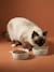 Set of 2 Ceramic Cat Bowls, FAMILY ecru+printed white 