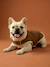 Dog rain coat caramel 
