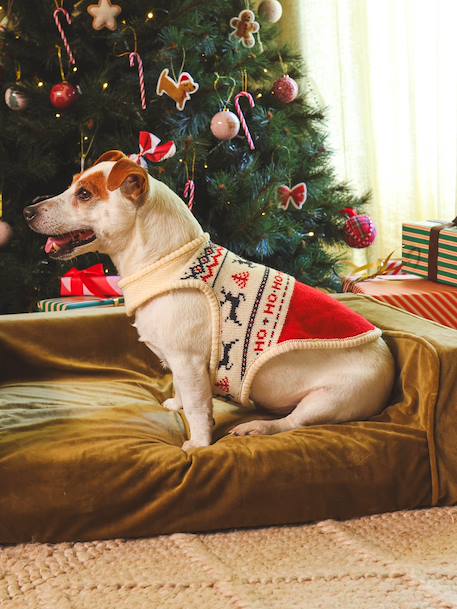 Christmas jumper for dogs FAMILY red 