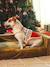 Christmas jumper for dogs FAMILY red 