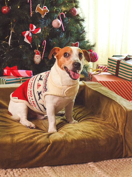 Christmas jumper for dogs FAMILY red 