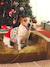 Christmas jumper for dogs FAMILY red 