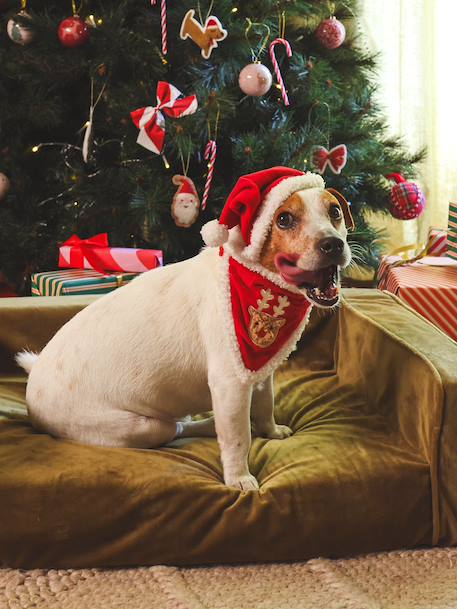 Bandana collar + Christmas beanie for dog FAMILY red 