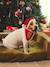 Bandana collar + Christmas beanie for dog FAMILY red 