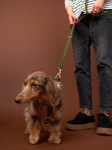 Dog walking set khaki 