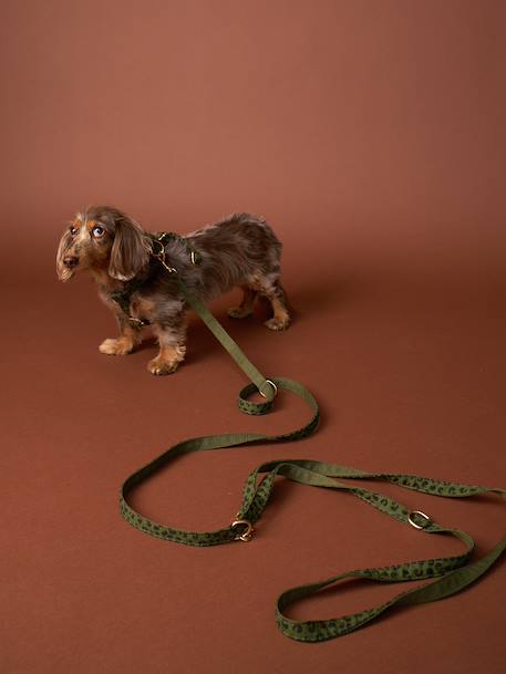 Dog walking set khaki 