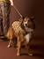Sherpa dog coat cappuccino 