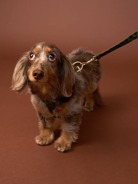 Dog walking set khaki 