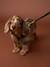 Dog walking set khaki 