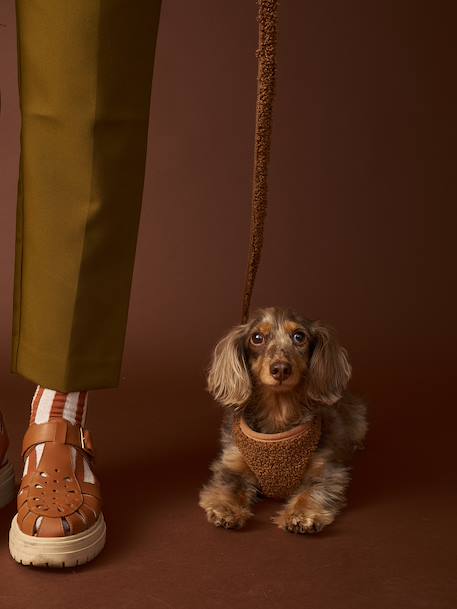 Dog Walking Set: Harness + Lead + Collar chocolate+coffee 