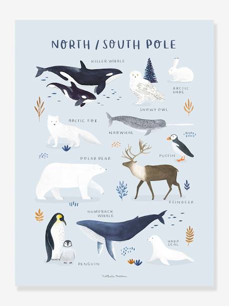Animals of the North/South Pole, by LILIPINSO crystal blue 