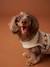 Christmas jumper for dogs FAMILY red 