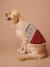 Christmas jumper for dogs FAMILY red 