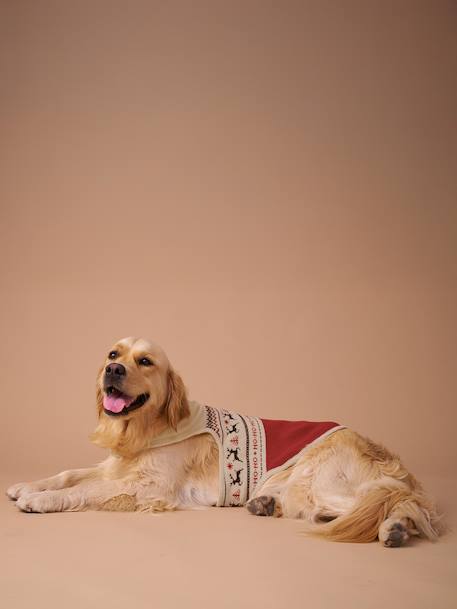 Christmas jumper for dogs FAMILY red 
