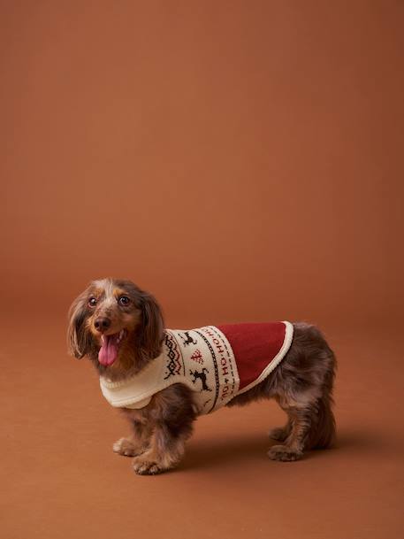 Christmas jumper for dogs FAMILY red 