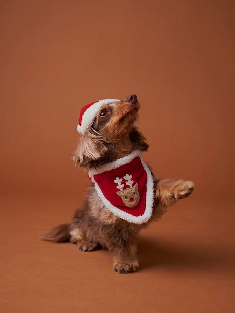Bandana collar + Christmas beanie for dog FAMILY red 