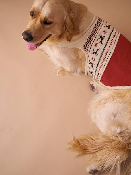 Christmas jumper for dogs FAMILY red 