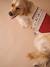Christmas jumper for dogs FAMILY red 