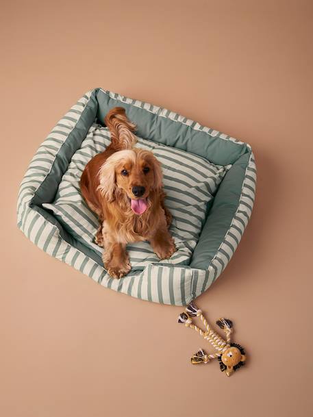 Cotton canvas pet basket FAMILY striped green 