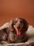 Quilted pet basket FAMILY caramel+printed brown 