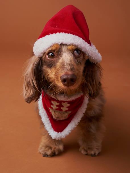 Bandana collar + Christmas beanie for dog FAMILY red 