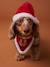 Bandana collar + Christmas beanie for dog FAMILY red 