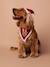 Bandana collar + Christmas beanie for dog FAMILY red 