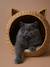 FAMLY water hyacinth cat basket beige 
