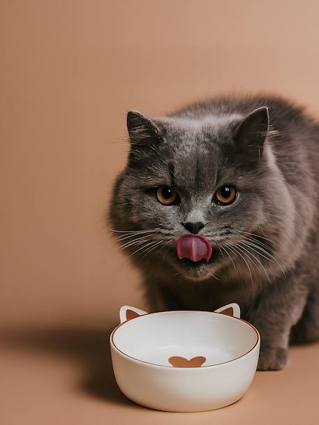 Set of 2 Ceramic Cat Bowls, FAMILY ecru+printed white 