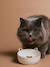 Set of 2 Ceramic Cat Bowls, FAMILY ecru+printed white 