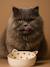 Set of 2 Ceramic Cat Bowls, FAMILY ecru+printed white 